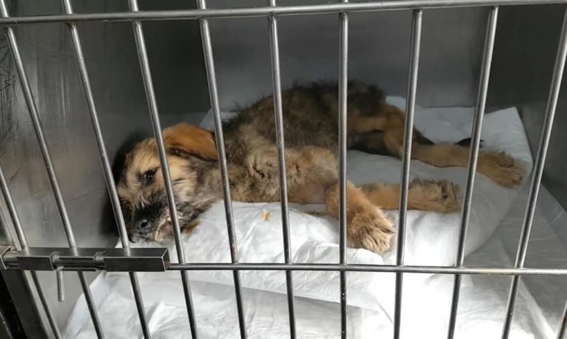 Rescue Stray Puppy with PARVO disease | Heartbreaking
