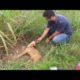 Rescue The Abandoned Dog in The Desolate Field ,Broken Legs |Animal Rescue TV