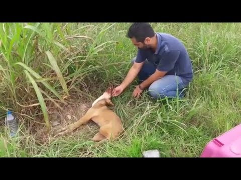Rescue The Abandoned Dog in The Desolate Field ,Broken Legs |Animal Rescue TV