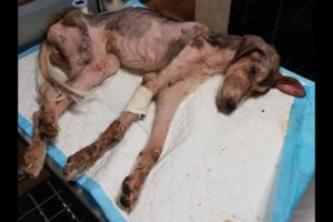 Rescue The Poor Abandoned dog Who was Full of Wounds