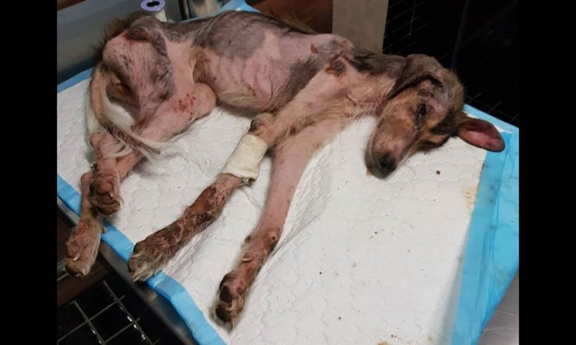 Rescue The Poor Abandoned dog Who was Full of Wounds