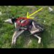 Rescue The Poor Dog who Was Abused Near The Highway |Animal Rescue TV