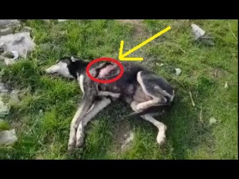 Rescue The Poor Dog who Was Abused Near The Highway |Animal Rescue TV