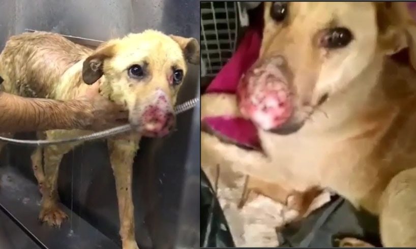 Rescue The Poor Dog with a Badly Injured Jaw | Amazing transformation