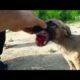 Rescue The injured Poor Dog in The Conservation Garden |Animal Rescue TV