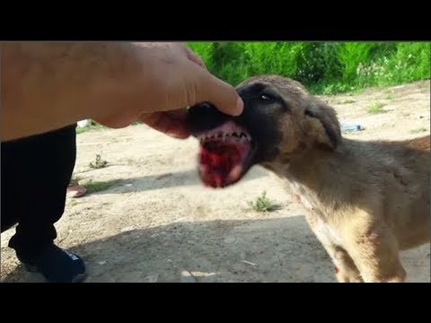 Rescue The injured Poor Dog in The Conservation Garden |Animal Rescue TV