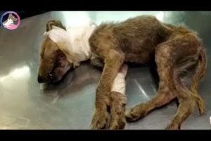 Rescue a Dog With Lenient Eyes has Wound in the Neck, Failure !