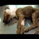 Rescue a Dog With Lenient Eyes has Wound in the Neck, Failure !