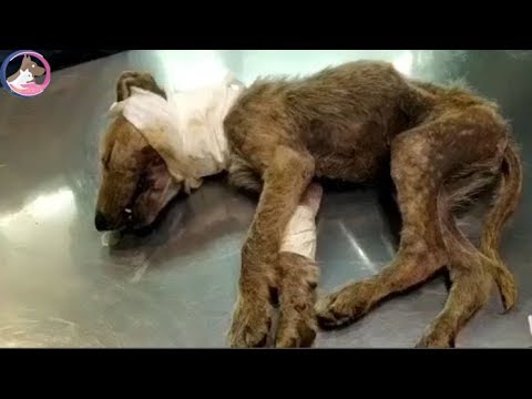 Rescue a Dog With Lenient Eyes has Wound in the Neck, Failure !