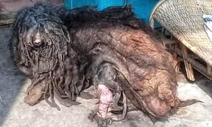 Rescue and Groomed Stray Dogs Neglected for Years - Amazing Transformation