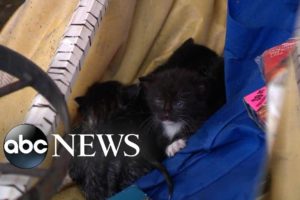 Rescue efforts underway for animals after Hurricane Michael