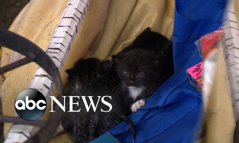 Rescue efforts underway for animals after Hurricane Michael