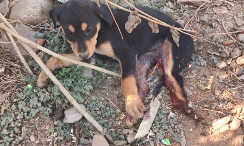 Rescue of adorable puppy with crushed leg