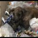 Rescue the Poor Dog Abandoned in the Landfills |Animal Rescue TV