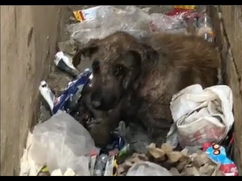 Rescue the Poor Dog Abandoned in the Landfills |Animal Rescue TV