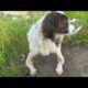 Rescue the Poor Dog with Deformed Legs Happy Ending | Animal Rescue TV