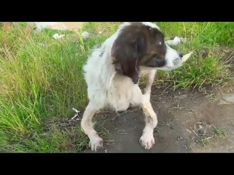 Rescue the Poor Dog with Deformed Legs Happy Ending | Animal Rescue TV
