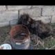 Rescue the poor dog with a Dirty Shaggy Fur &Amazing Transformation