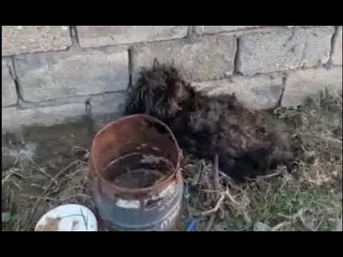 Rescue the poor dog with a Dirty Shaggy Fur &Amazing Transformation