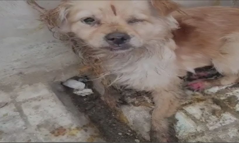 Rescue the poor little dog who was abused  |Animal rescue Tv