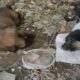 Rescued 2 Poor Little dogs Hungry at the Abandoned Port |Animal Rescue TV