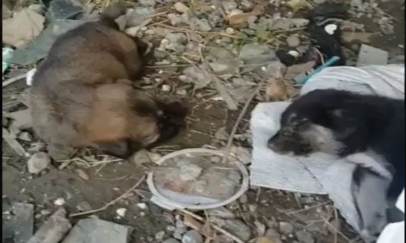 Rescued 2 Poor Little dogs Hungry at the Abandoned Port |Animal Rescue TV
