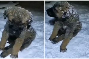 Rescued 2 Puppies Frozen Due To Heavy Snow In The Night.