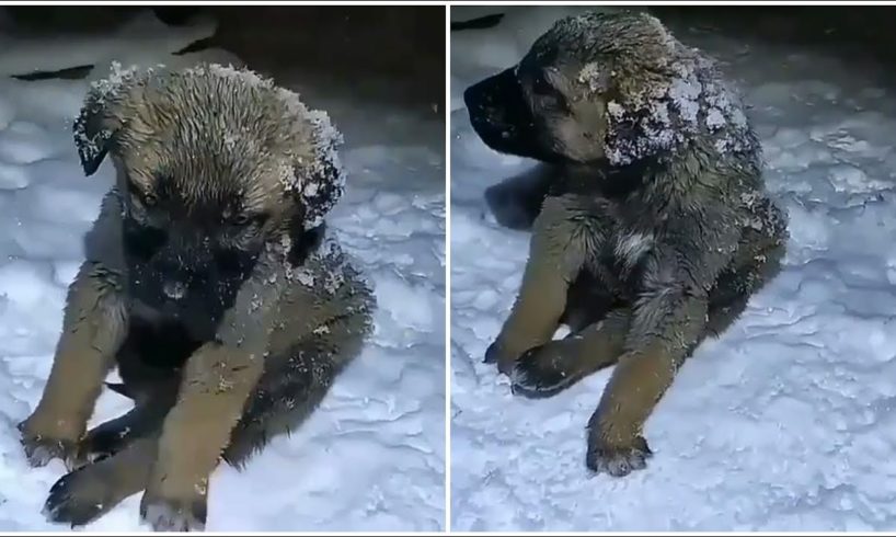 Rescued 2 Puppies Frozen Due To Heavy Snow In The Night.