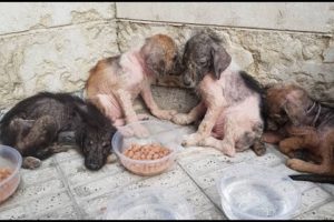 Rescued 4 Poor Starved Dogs imprisoned in the Wild Garden