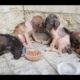 Rescued 4 Poor Starved Dogs imprisoned in the Wild Garden