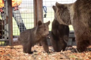 Rescued Bears Freak Out Over New Home