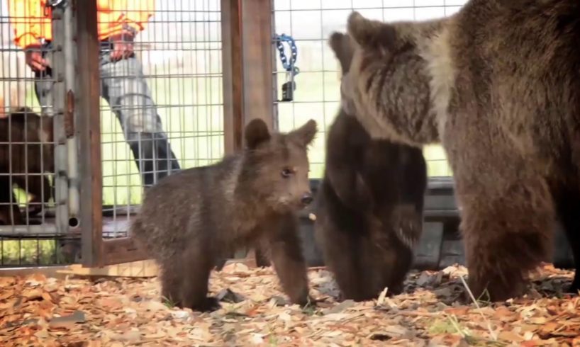 Rescued Bears Freak Out Over New Home