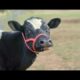 Rescued Cow Crying for Missing Baby REUNITED | The Dodo