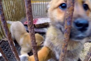 Rescued Dogs Feel Grass For The First Time