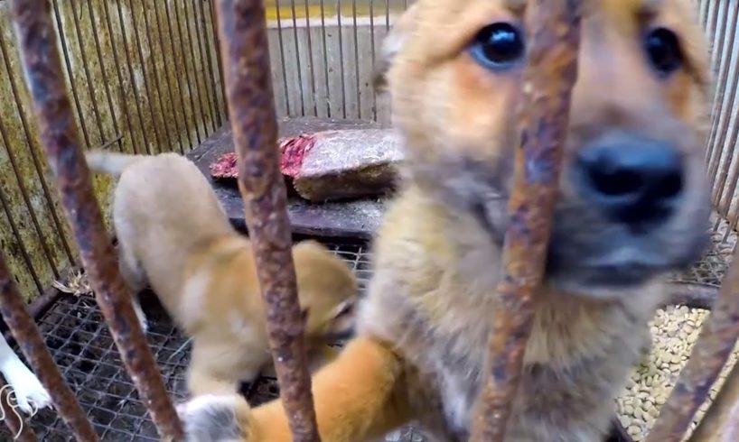 Rescued Dogs Feel Grass For The First Time