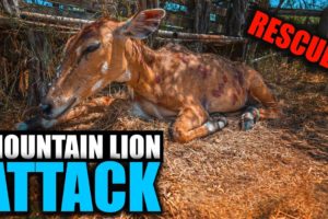 Rescued Nilgai (Exotic Animal) from Mountain Lion! - Ranch Rescue - Day 39