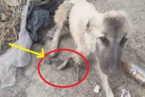 Rescued Poor Abandoned Dog Lying at the Edge of the Road