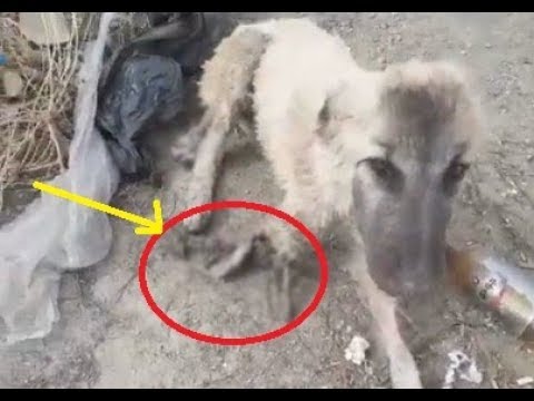 Rescued Poor Abandoned Dog Lying at the Edge of the Road