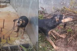 Rescued Poor Wandering Dog, Leash Trapped in iron Nails of Foundation of house