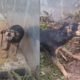 Rescued Poor Wandering Dog, Leash Trapped in iron Nails of Foundation of house