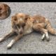 Rescued Poor blind dog, Has hundreds of Tumors on Body |Animal Rescue TV