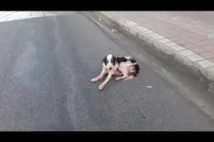 Rescued The Poor Dog Lying on The Side of The road, Abandoned by Many People