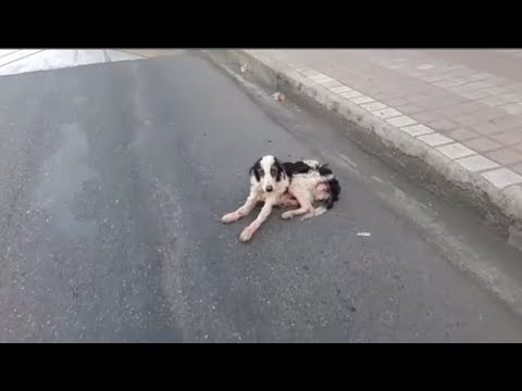 Rescued The Poor Dog Lying on The Side of The road, Abandoned by Many People