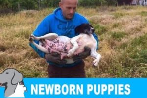 Rescued a homeless pregnant dog + newborn 8 puppies. Please share so we can find them new home!