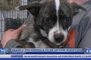 Rescued animals from Hoke Co. soon to be ready to adopt