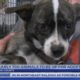 Rescued animals from Hoke Co. soon to be ready to adopt