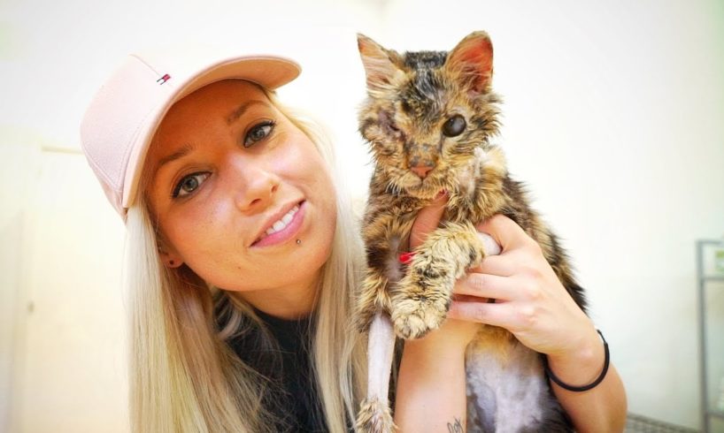 Rescued cat with no hope of survival is on the way to recovery !