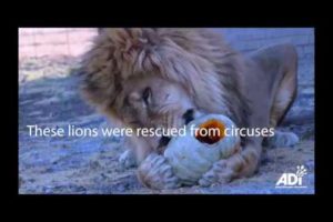 Rescued lions having fun with pumpkins on Halloween