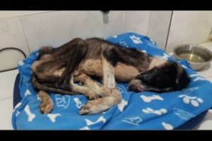 Rescued poor abandoned Dog Lying Alone on the Street,Suffering from Severe Dermatitis
