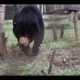 Rescued sun bear Aurora meets the Miomojo bears